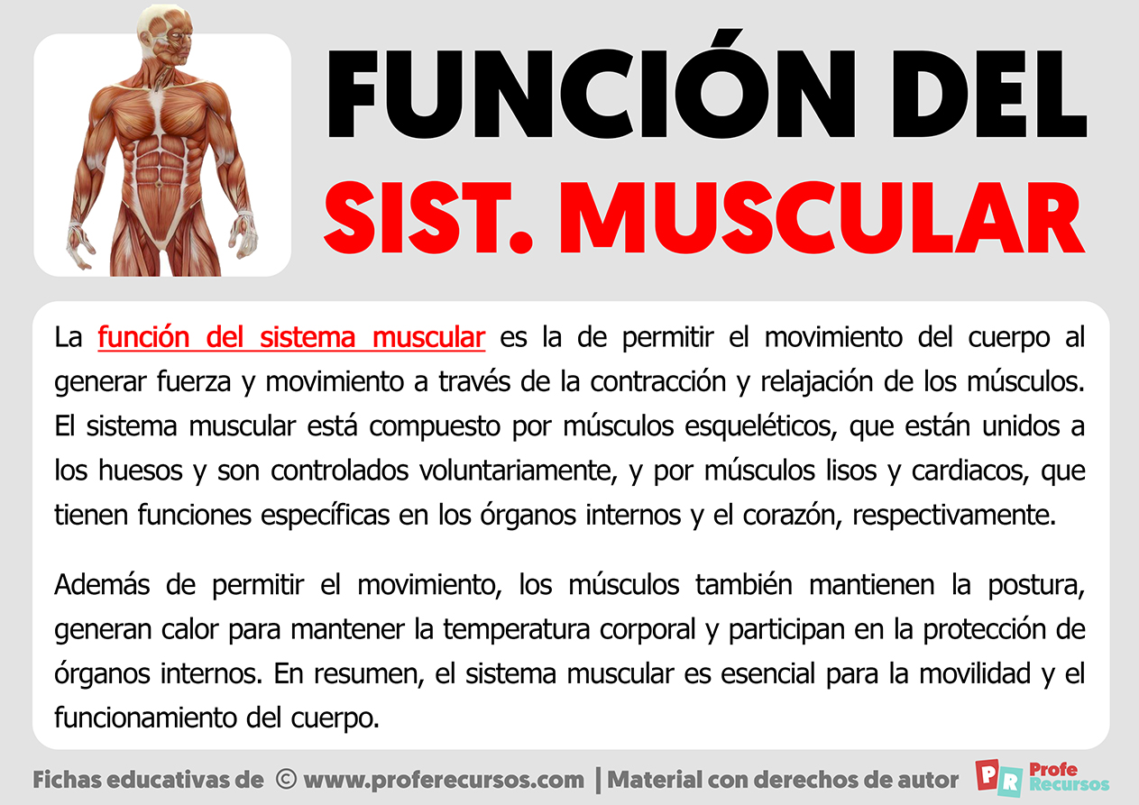 Funcion del sistema muscular
