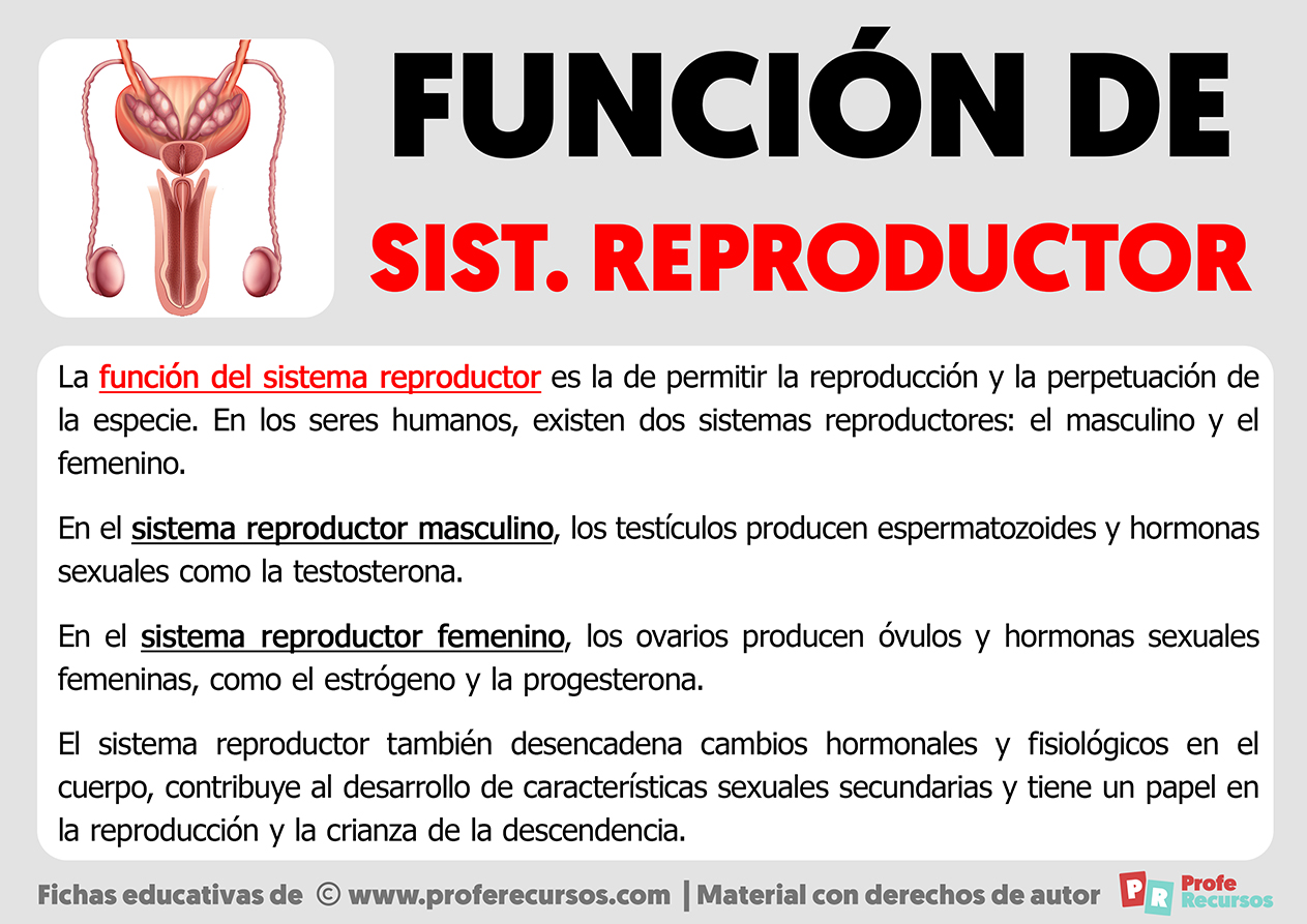 Funcion del sistema reproductor