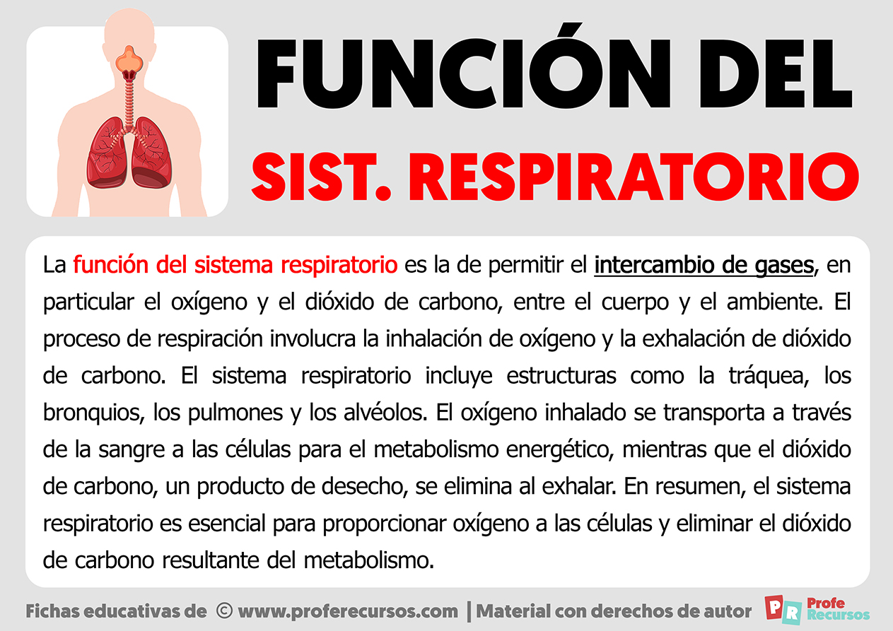 Funcion del sistema respiratorio