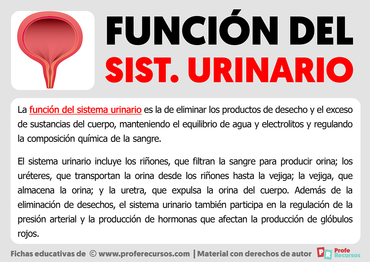 Funcion del sistema urinario