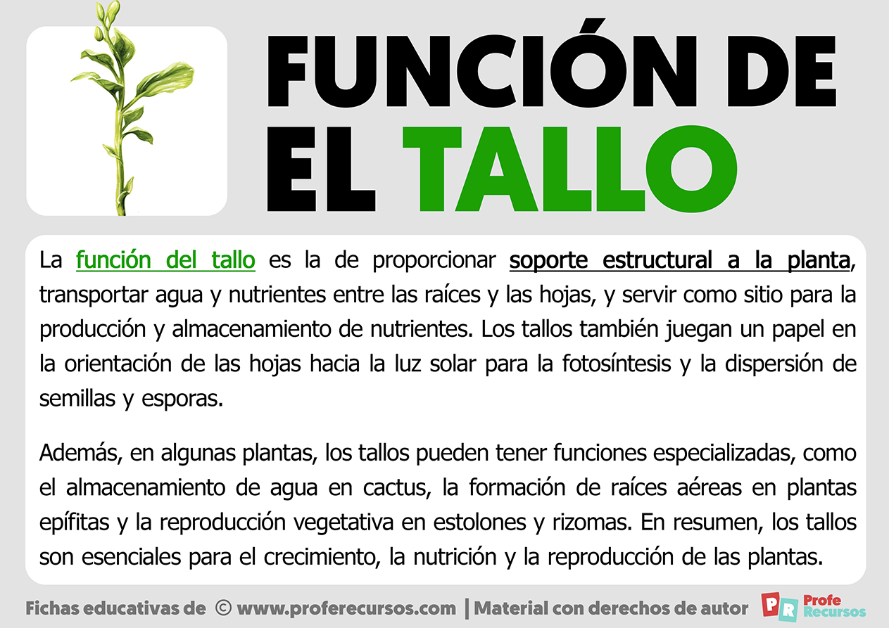 Funcion del tallo