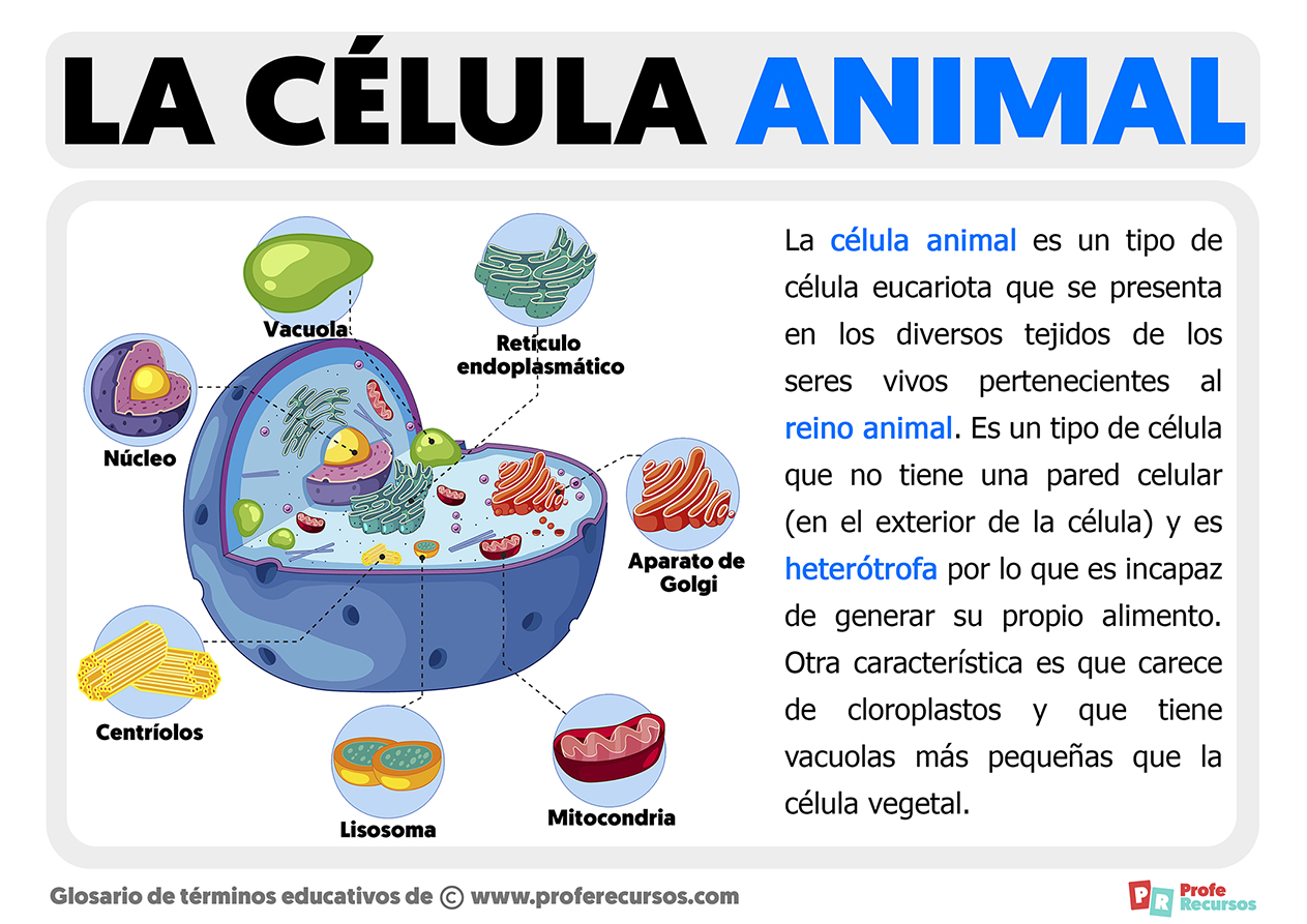 La celula animal