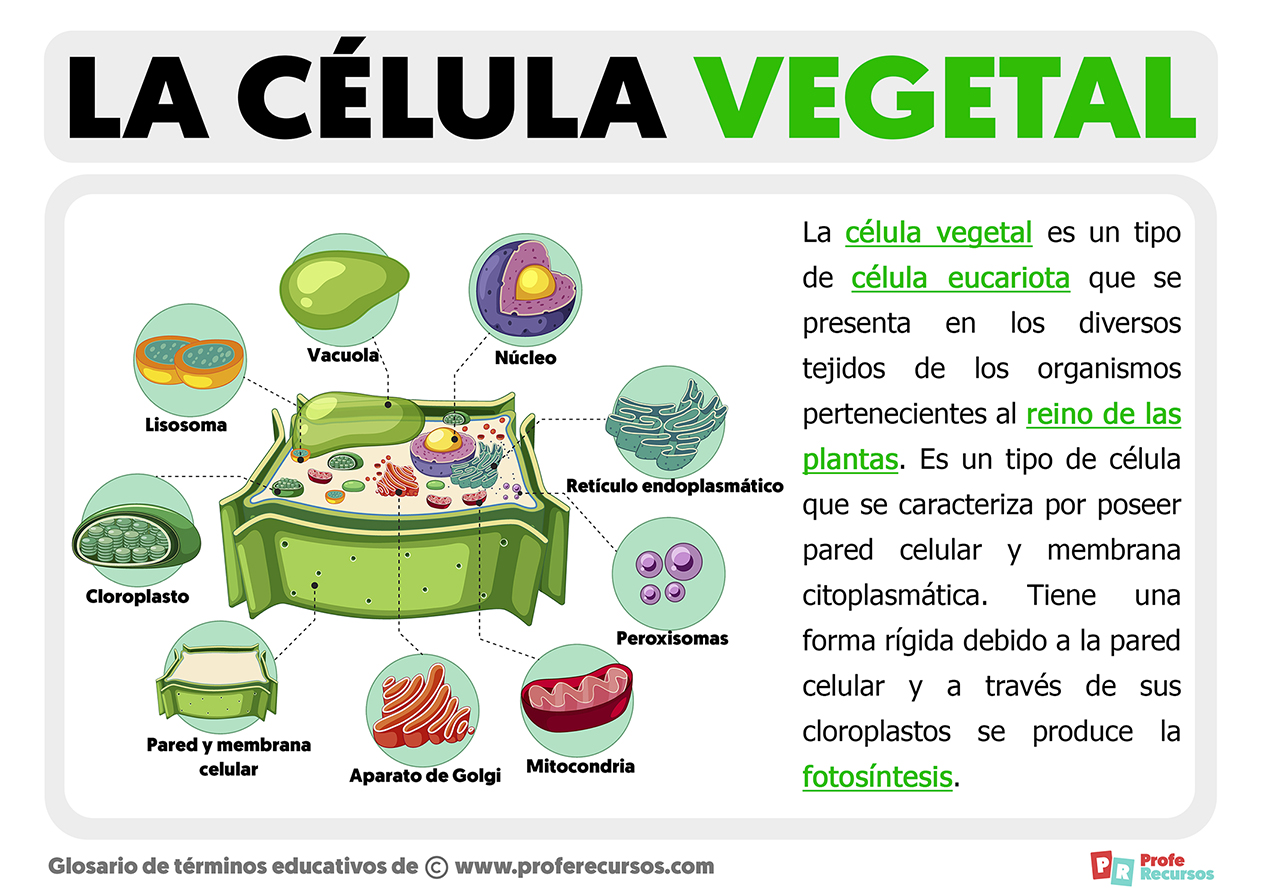 La celula vegetal