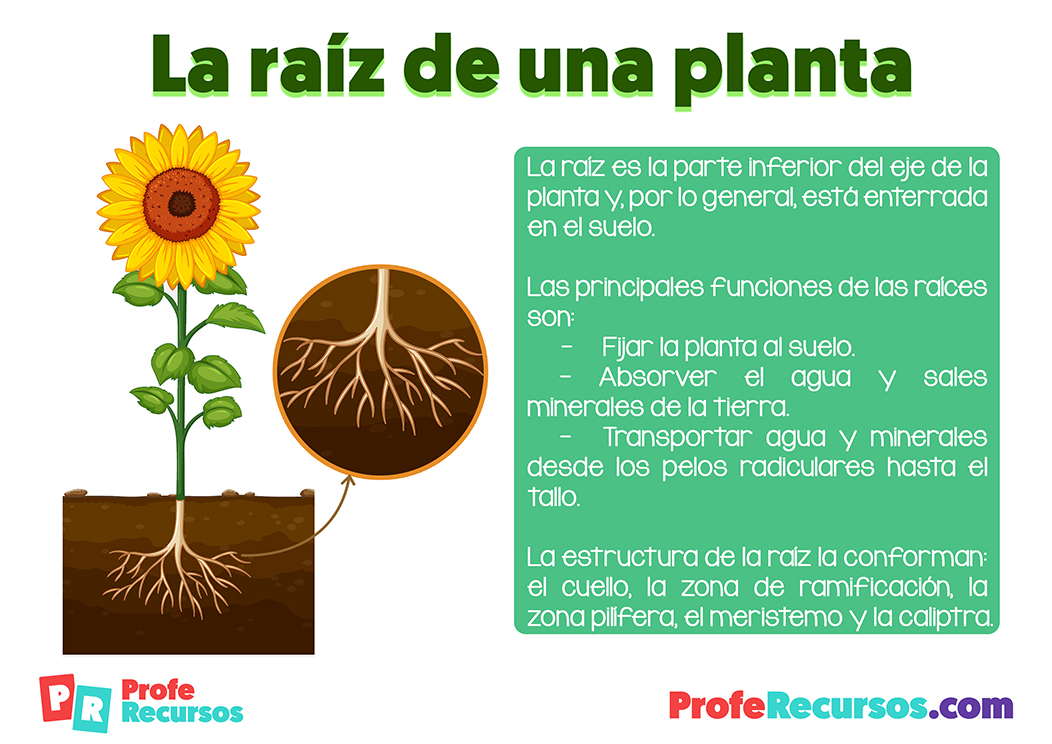 La raiz de una planta