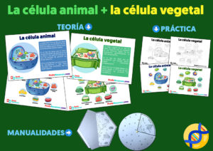 La celula animal y la celula vegetal