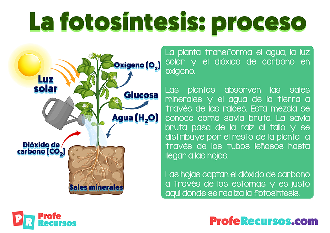 La fotosintesis de las plantas