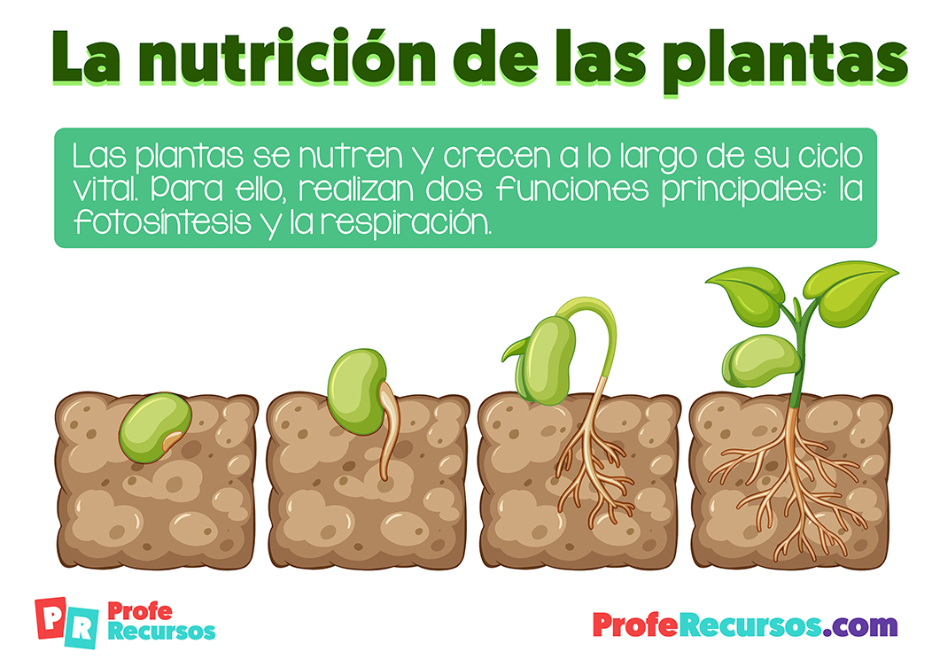 Hacia arriba Pinchazo dividir La nutricion de las plantas
