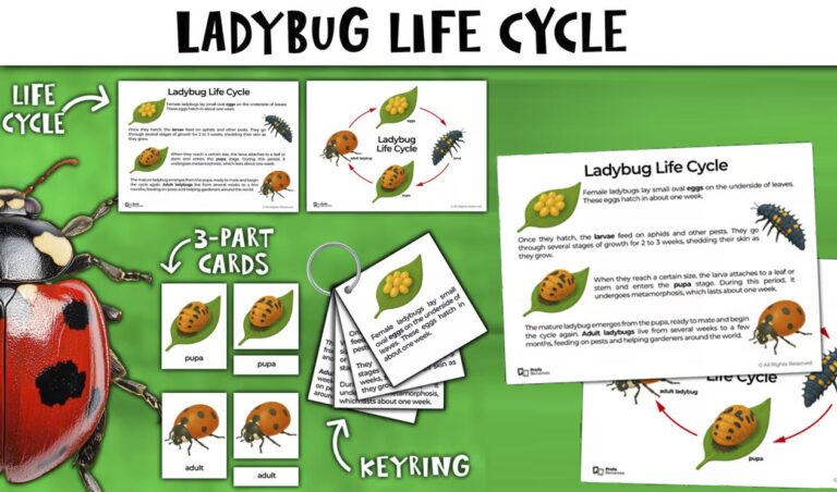 Ladybug life cycle activity