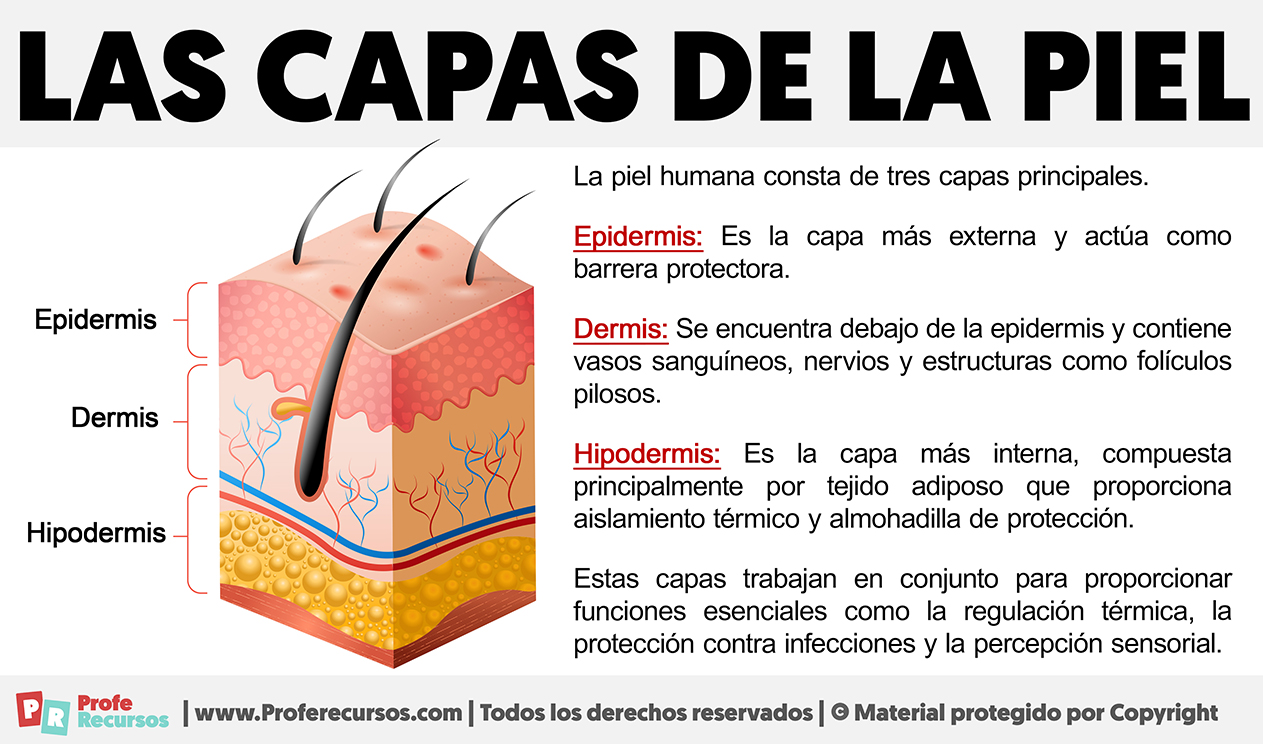 Las capas de la piel