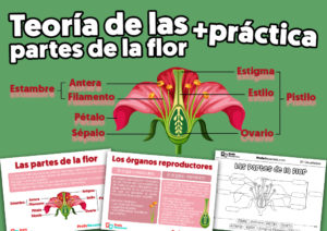 Las partes de la flor para niños