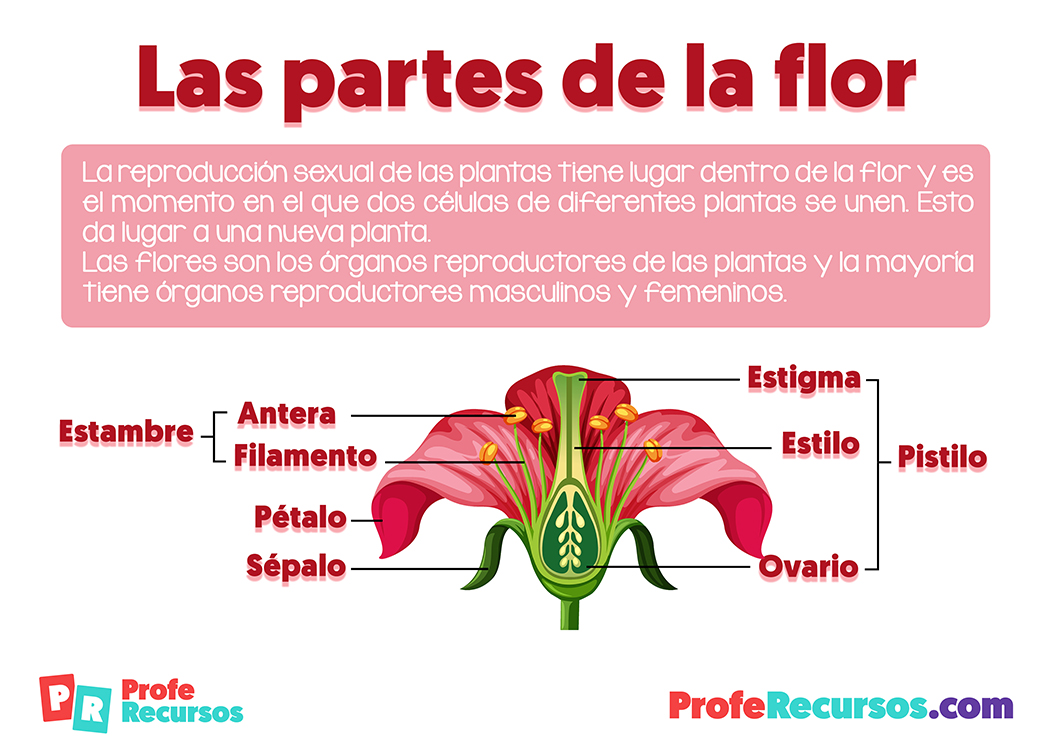 Las partes de la flor