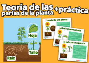 Las partes de la planta para niños