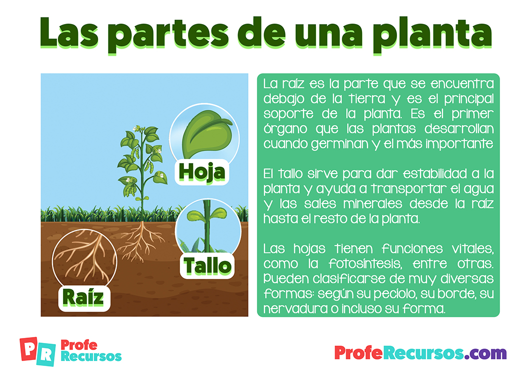 Las partes de una planta