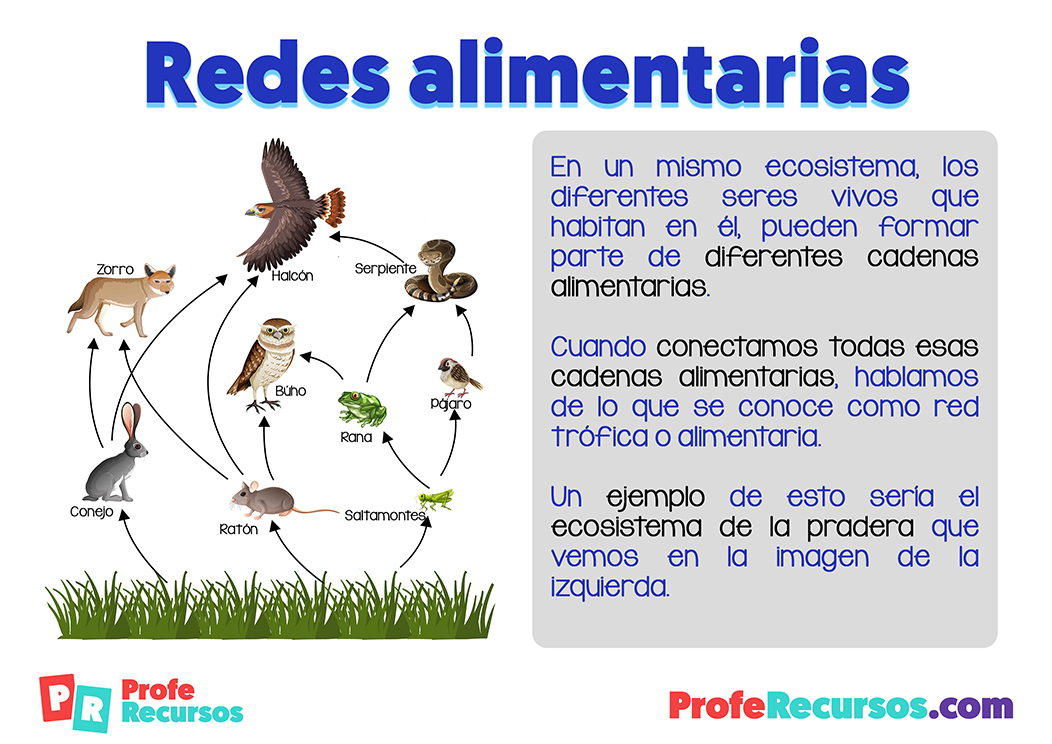 Las redes alimentarias o redes tróficas