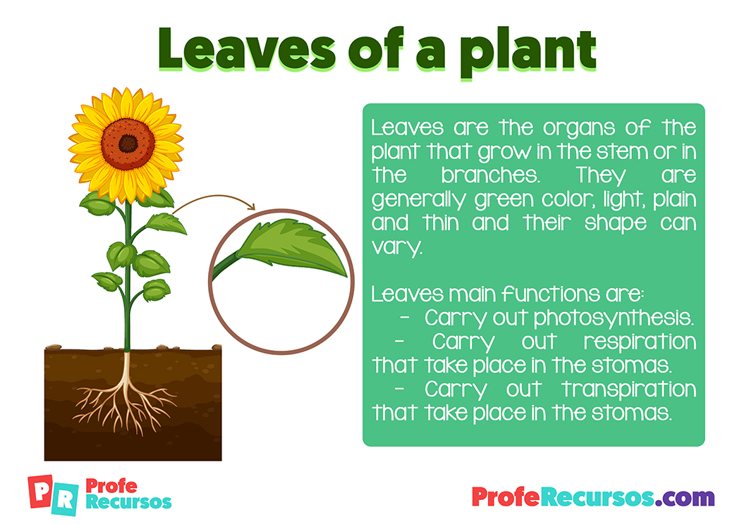 Leaf definition for kids