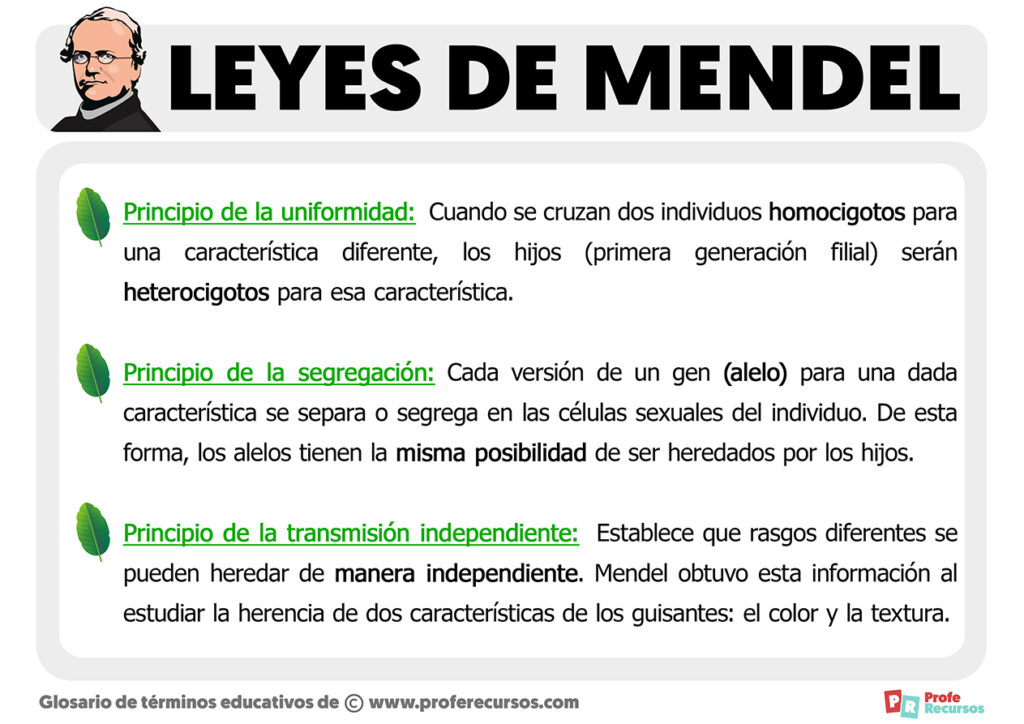 Que Son Las 3 S