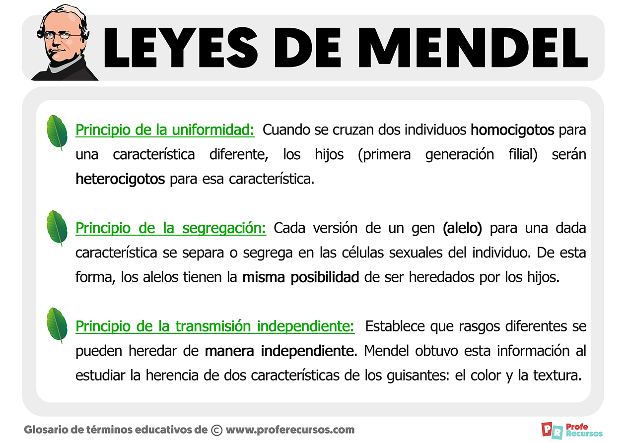 Leyes de mendel