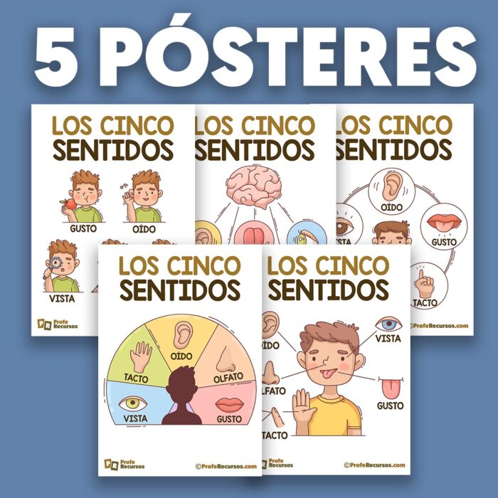 Los 5 sentidos