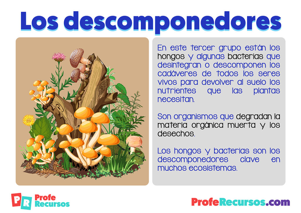 Los Organismos Descomponedores Tienen La Función De