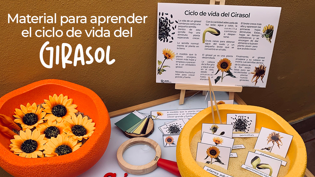 Material para aprender el ciclo de vida del girasol