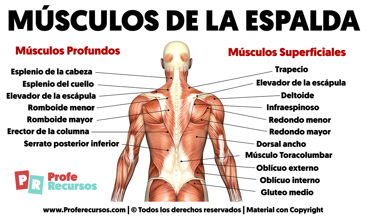 Musculos de la espalda