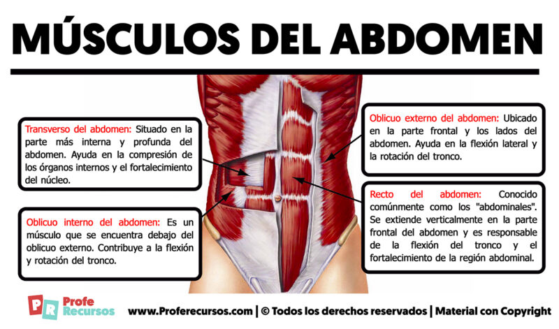 Los Músculos del Abdomen | Anatomía de la Región Abdominal