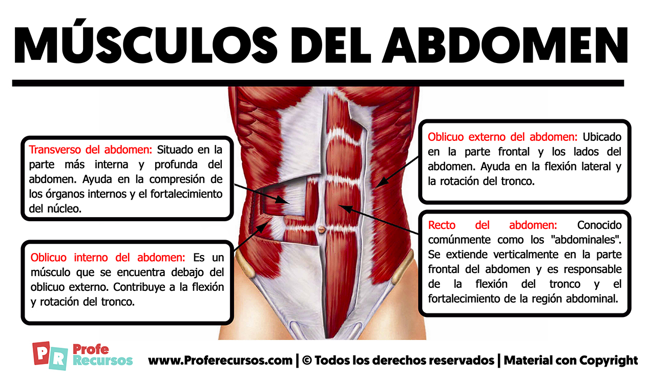 Músculos del abdomen
