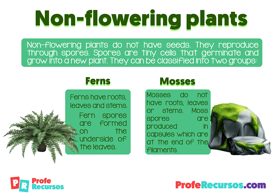 Non flowering plants for kids