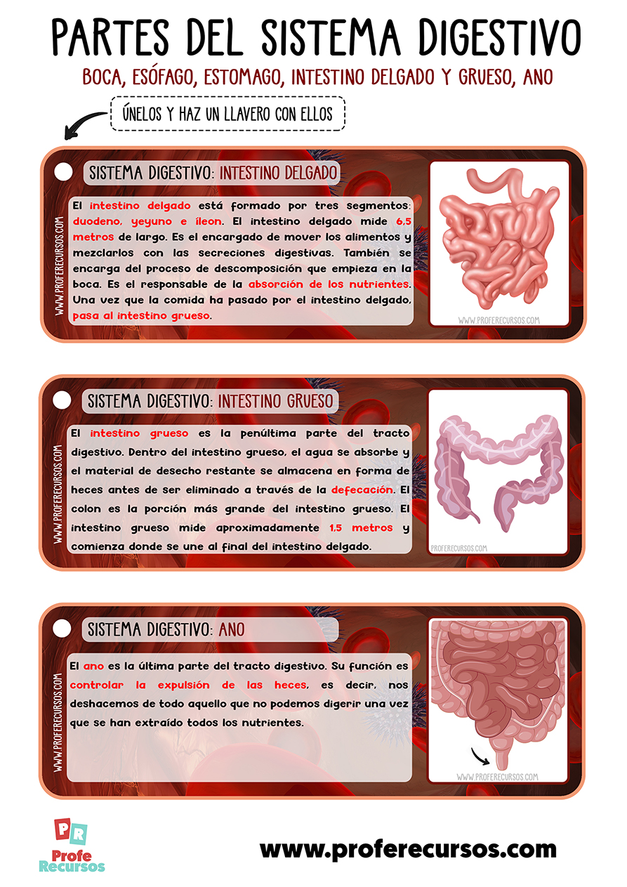 Organos del sistema digestivo