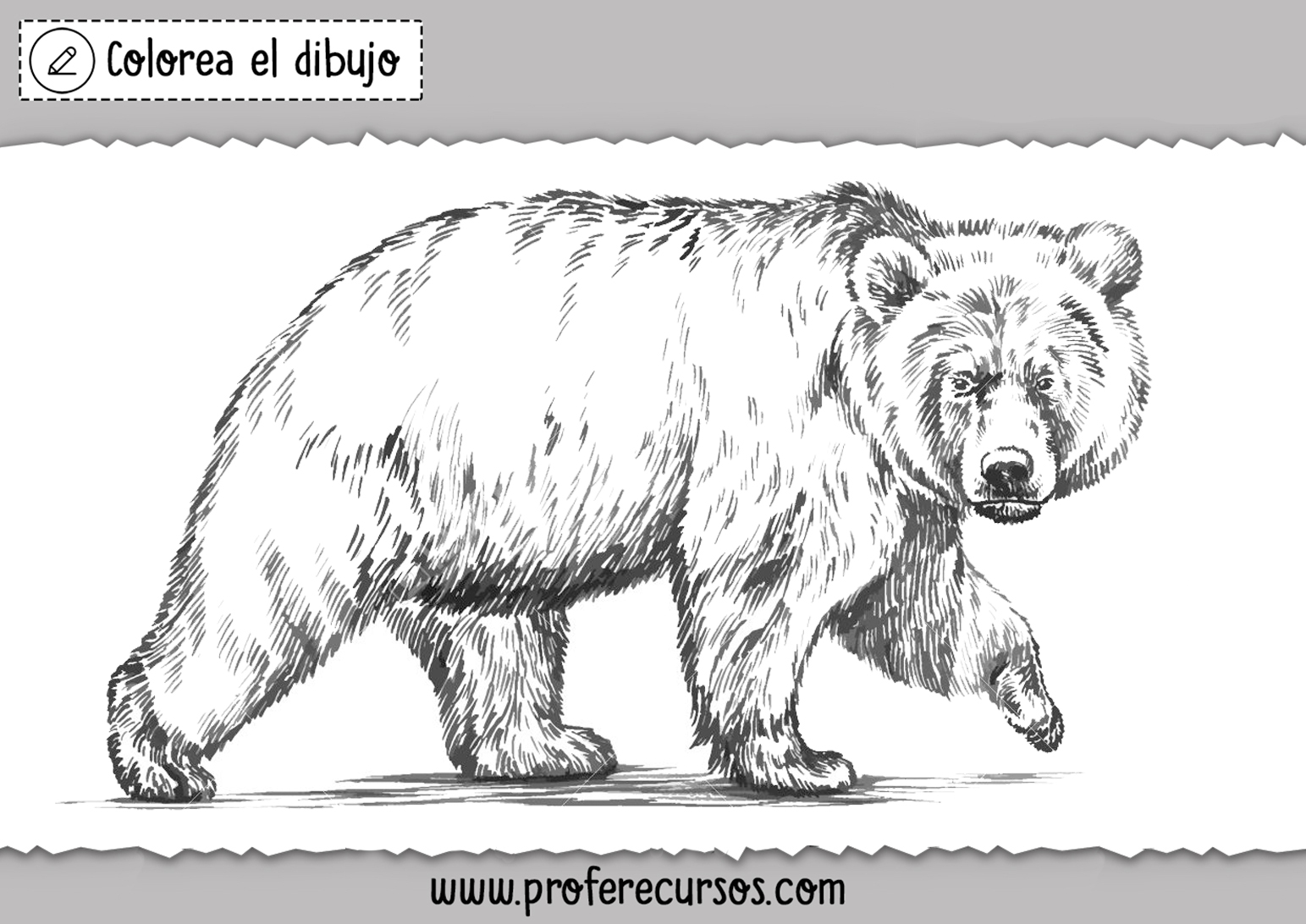 Oso para Colorear