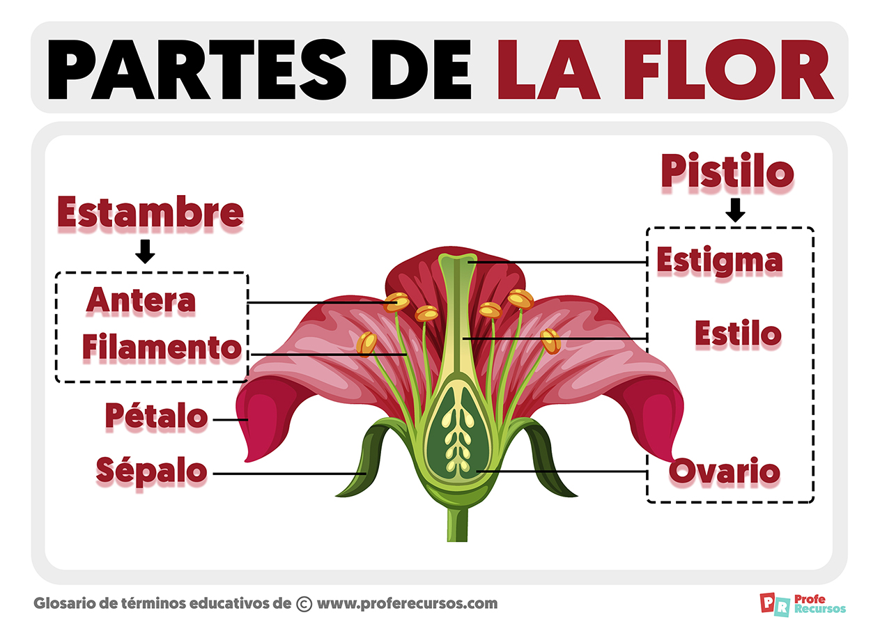 Partes de la flor