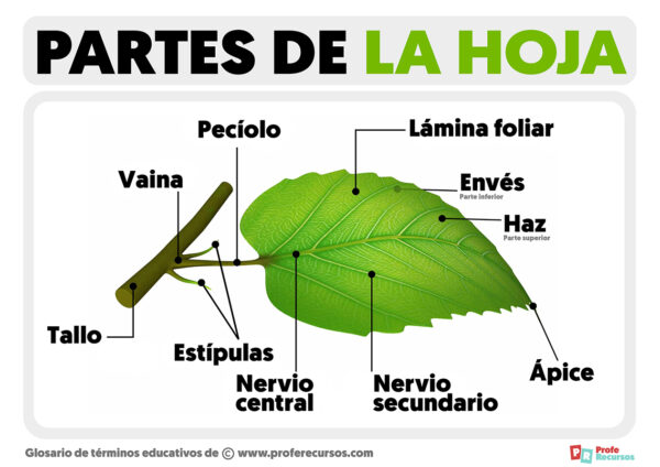 Componentes De La Hoja De Papel