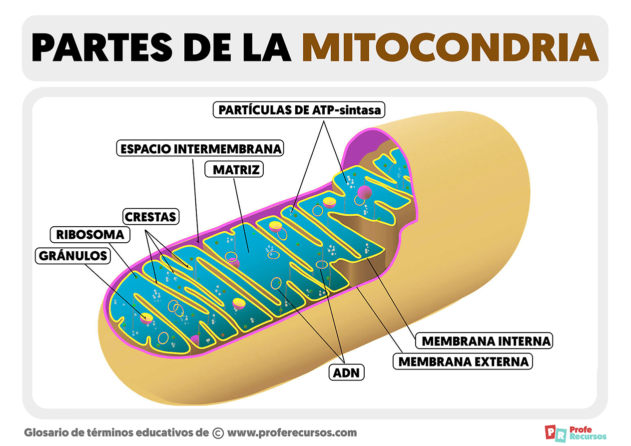 Partes de la mitocondria