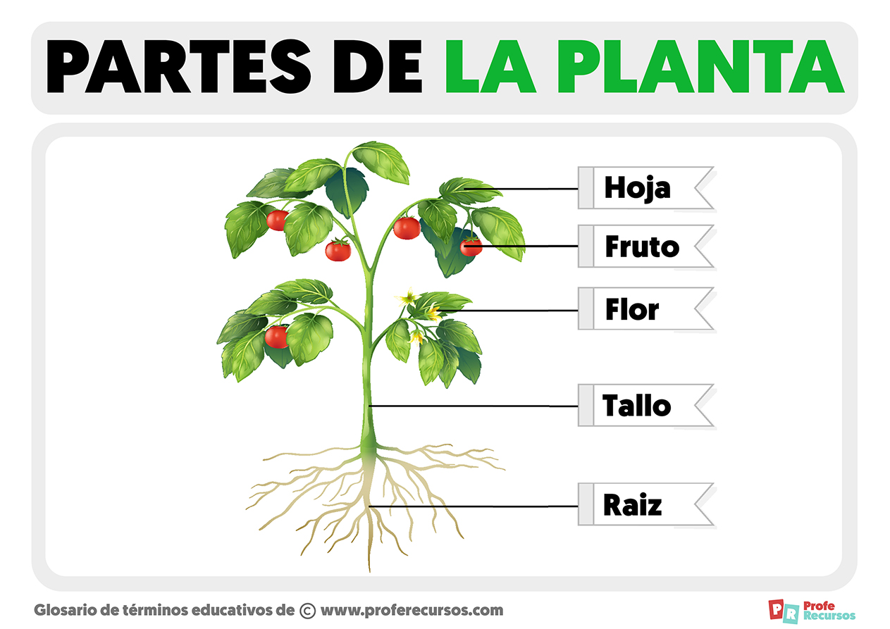 Partes de la planta