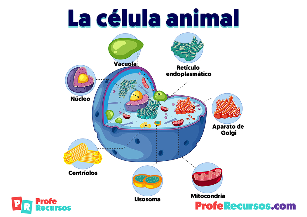 Partes de la celula animal