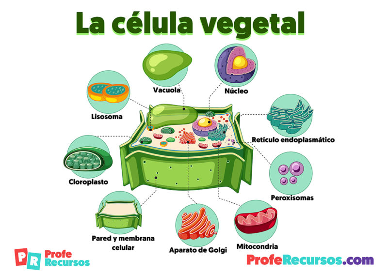 Celula animal y vegetal dibujo