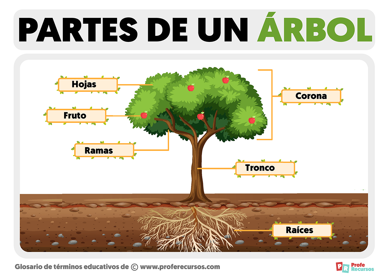 Partes de un arbol