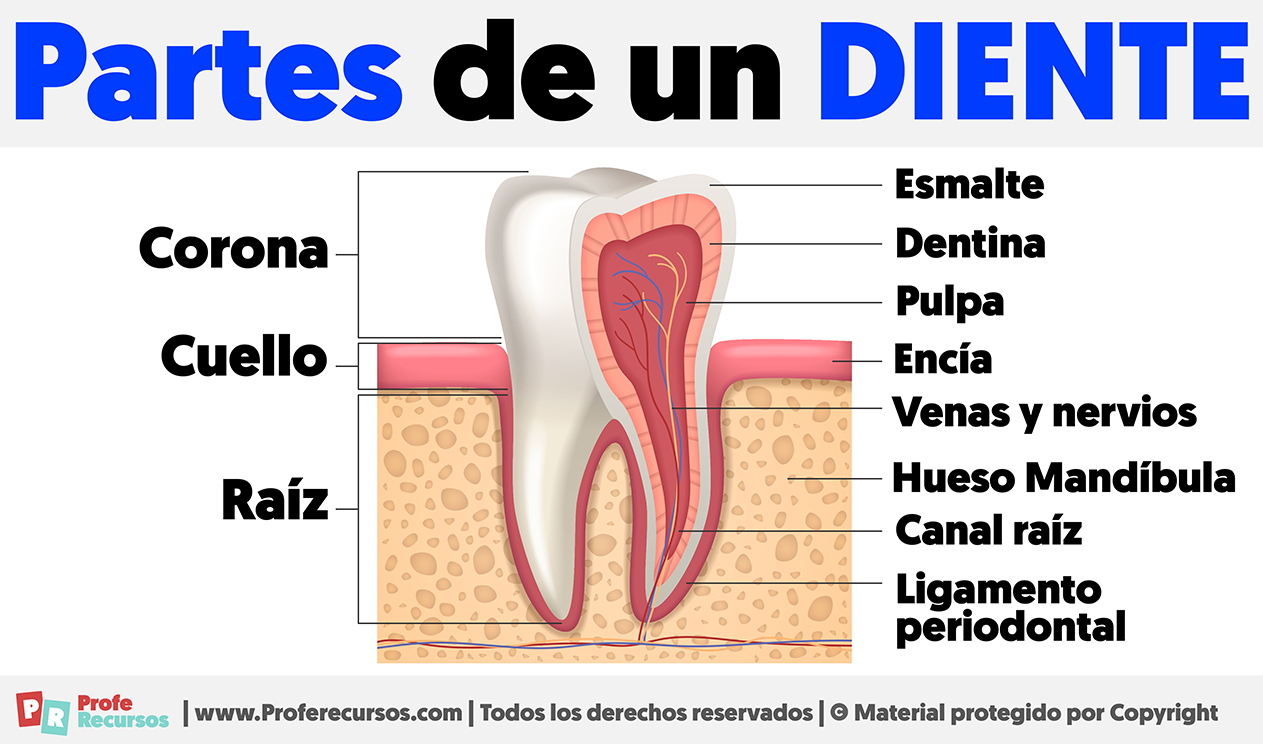 Partes de un diente