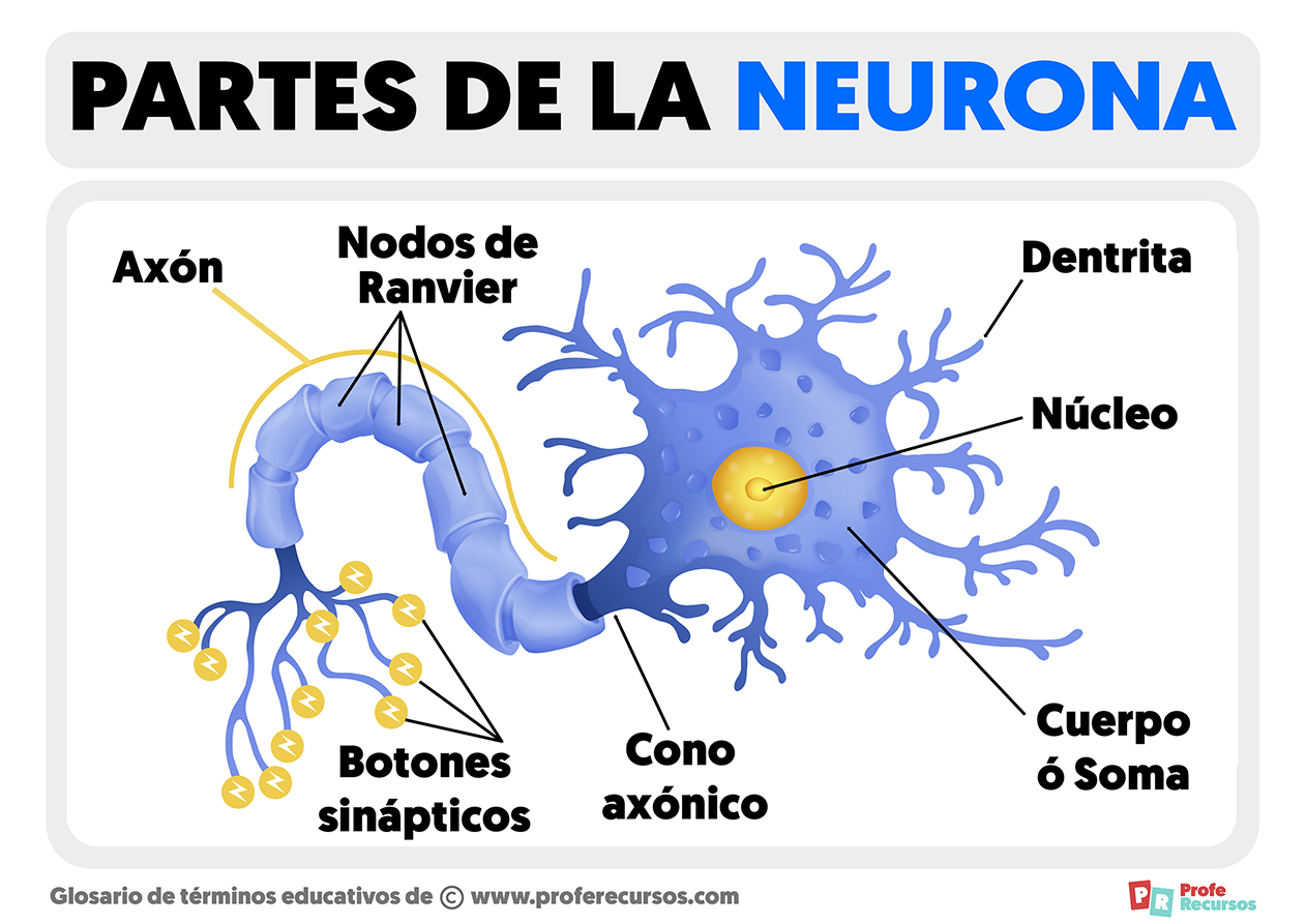 Partes de una neurona