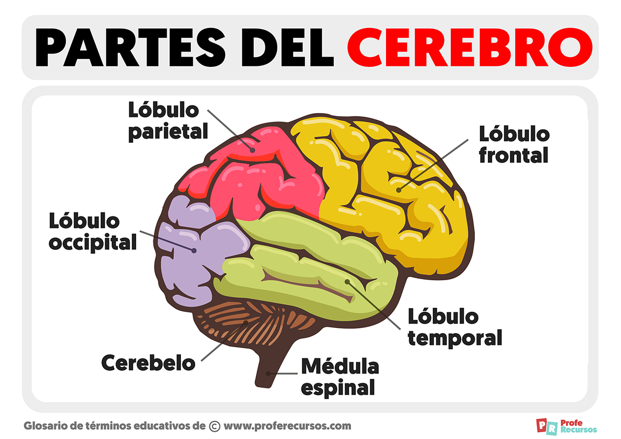 Partes del cerebro