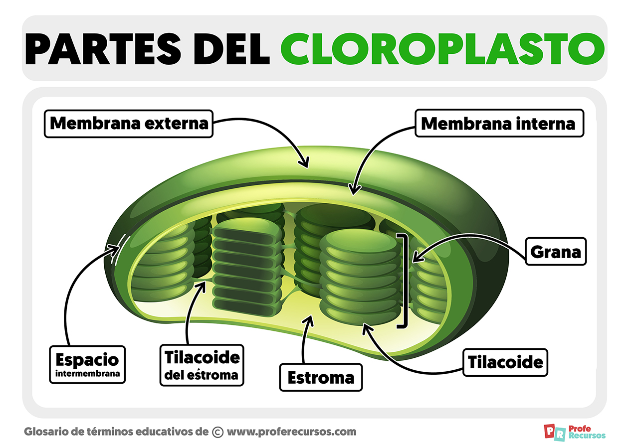 Partes del cloroplasto