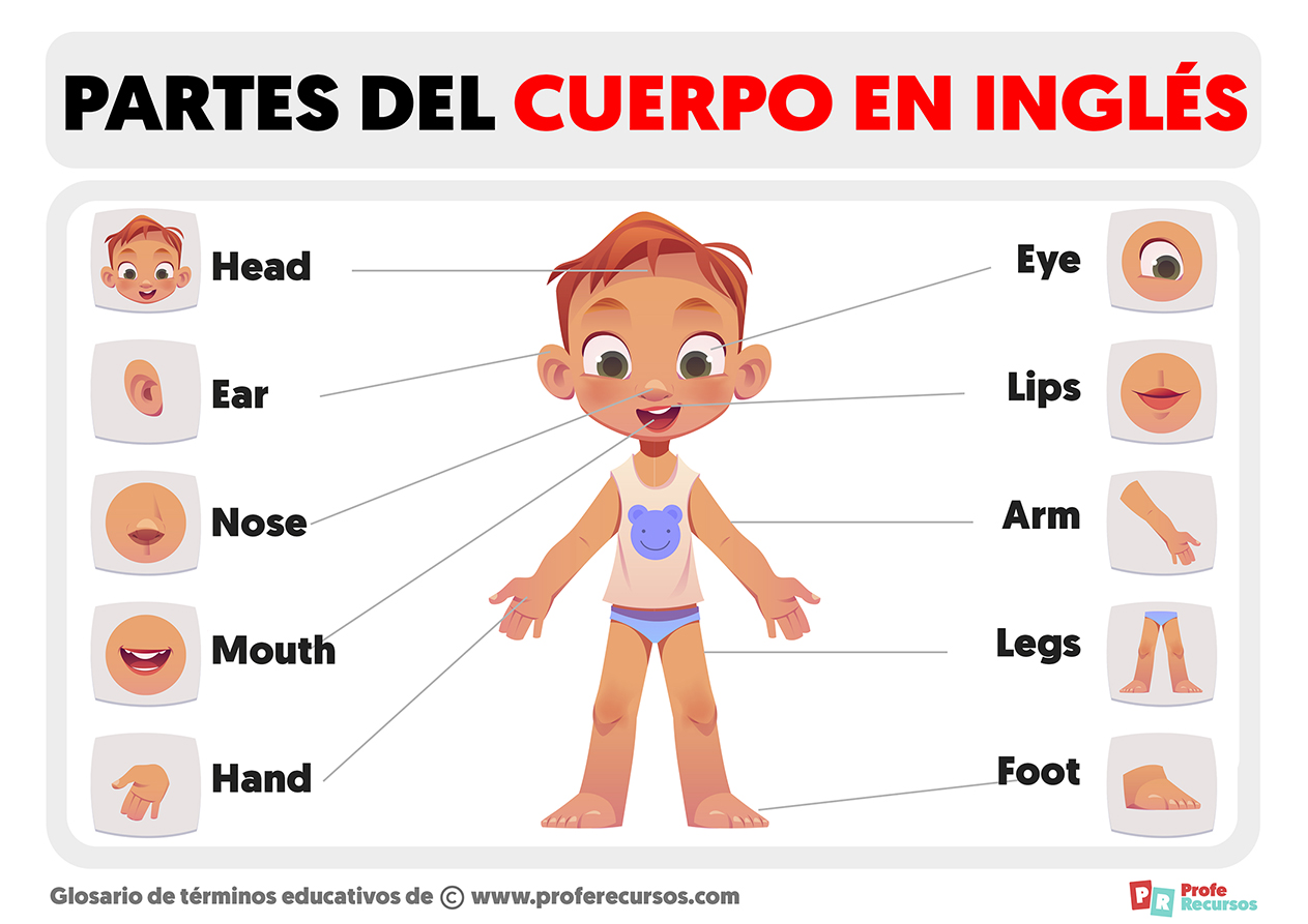 Partes Del Cuerpo En Ingles Partes Del Cuerpo En Ingles