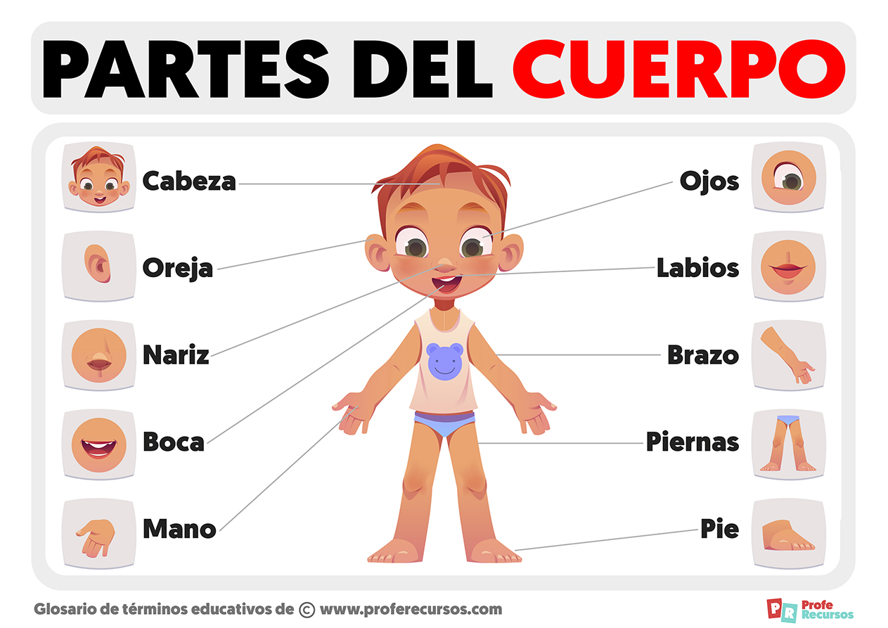 Partes Del Cuerpo Para Ni Os