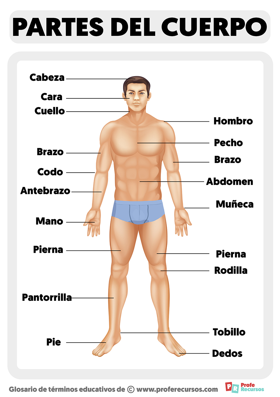 Partes del cuerpo