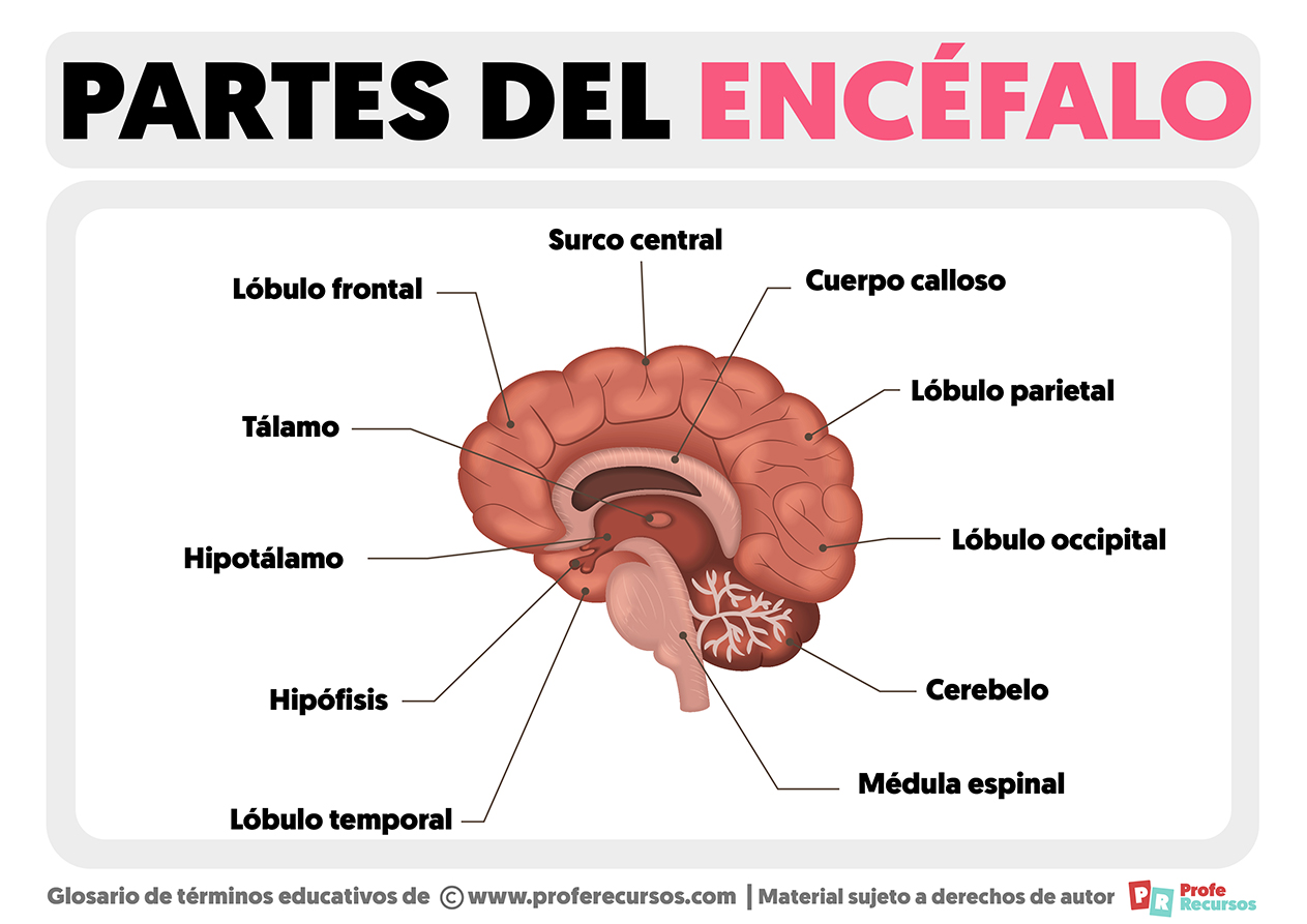 Partes del encefalo