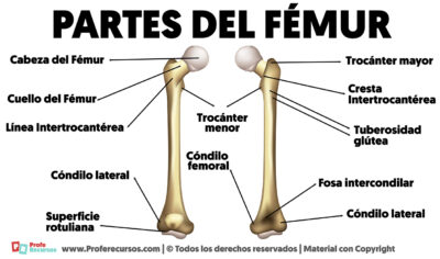 Las Partes Del Femur Explicadas Una A Una las-partes-del-femur-explicadas-una-a-una