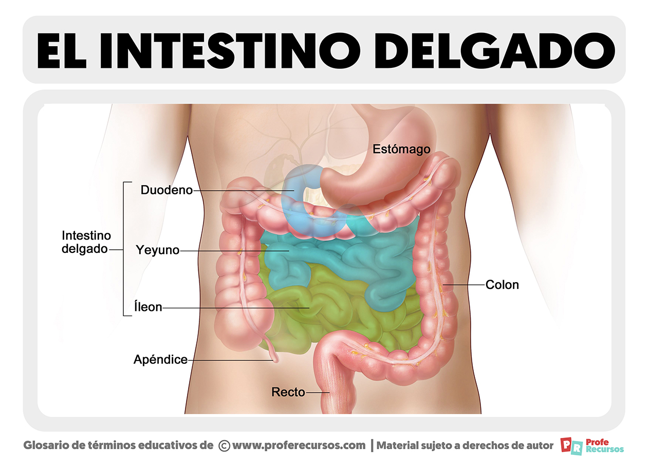 Partes del intestino delgado