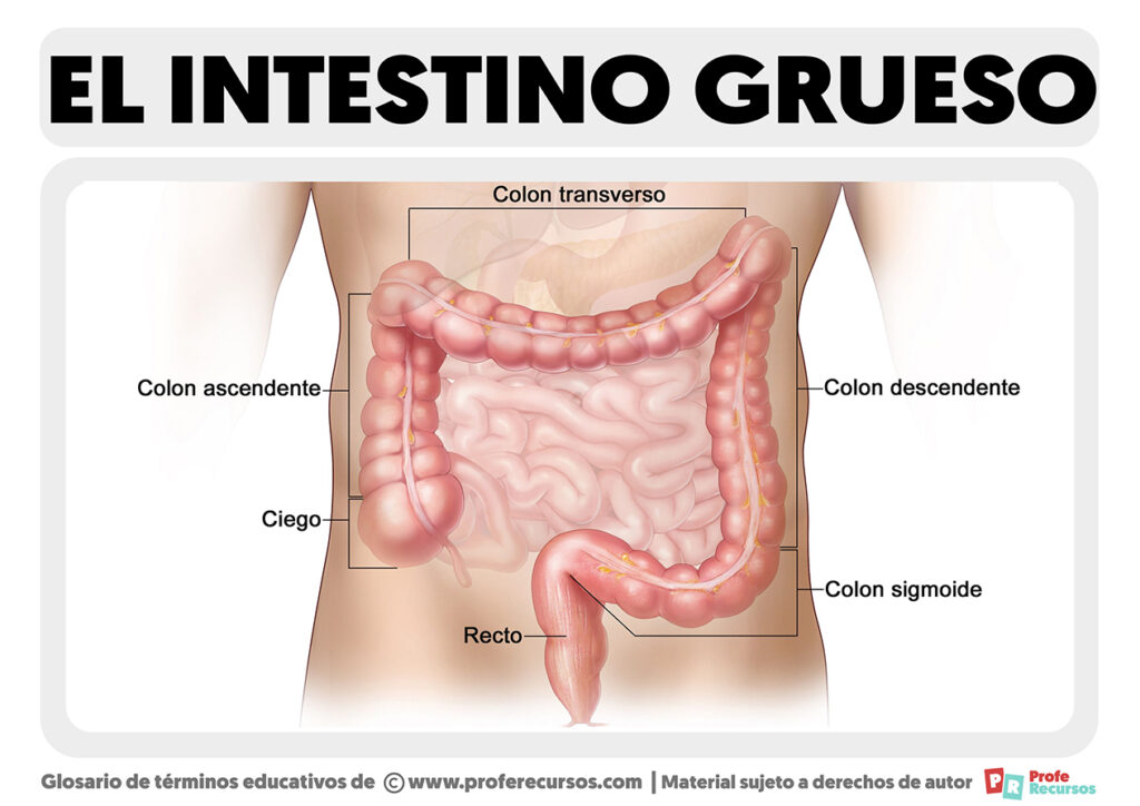 Partes del Intestino Grueso