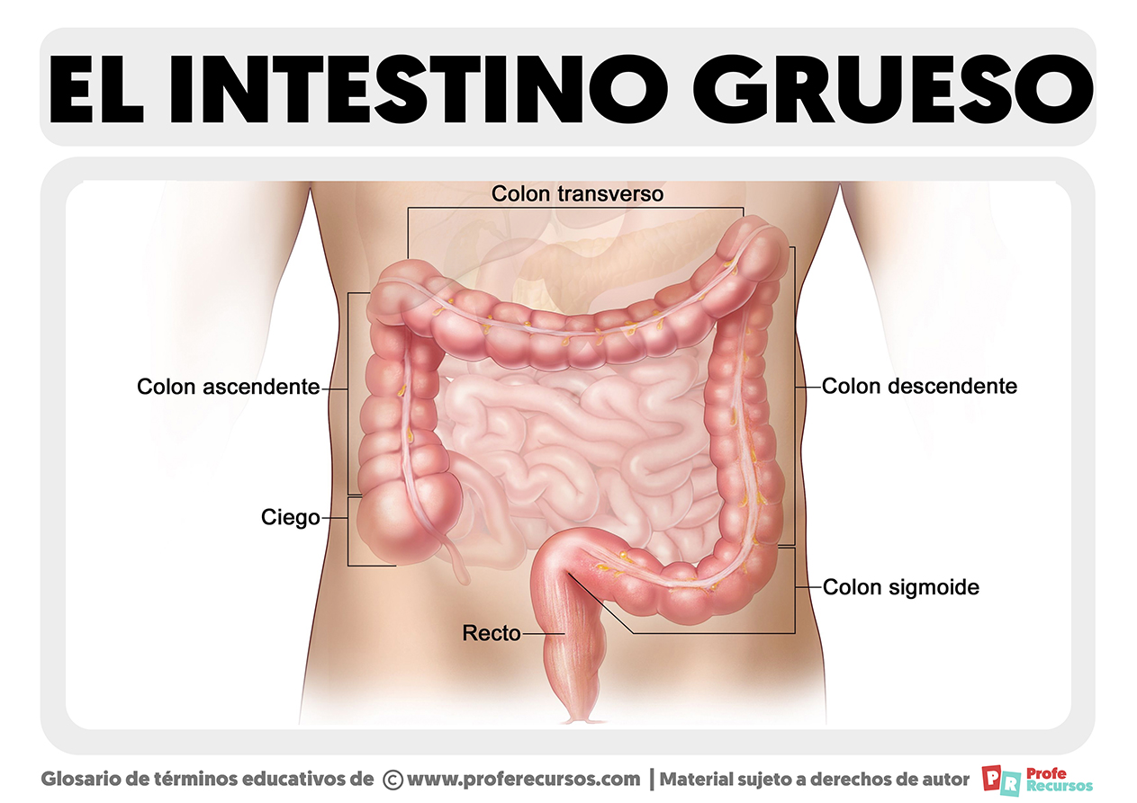 Partes del intestino grueso