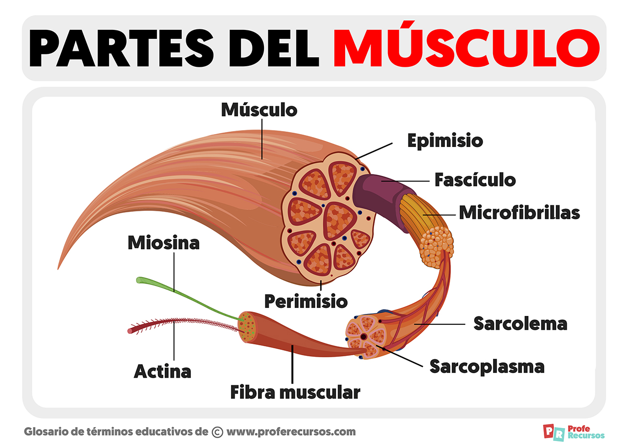 Partes del musculo